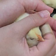 おしがまさんのアイコン画像