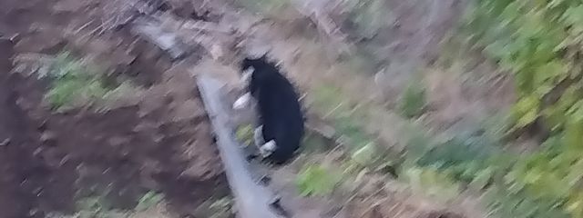 tukinoさんの壁紙画像