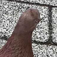 ハトチャンさんのアイコン画像