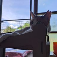 桜紗 元桜鈴だった人さんのアイコン画像