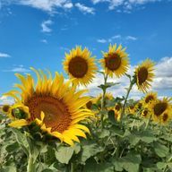 あずさんのアイコン画像