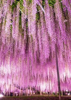 転生した鬼殺隊士 仲間を探す旅へ出る!はずが?