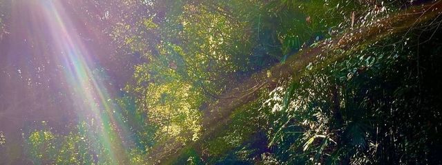 空猫 くーにゃさんの壁紙画像