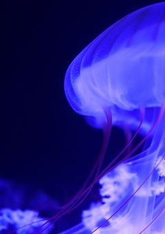 七不思議 零番様達の依代さん