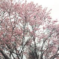 Nozomi.🐈‍⬛さんのアイコン画像