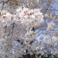 緋月さんのアイコン画像