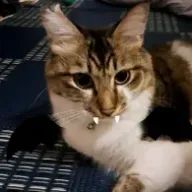 シロさんのアイコン画像