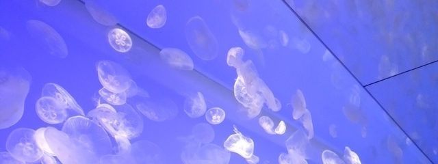 Hiyoriさんの壁紙画像