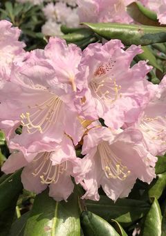 高嶺の花の先輩