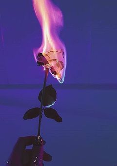 薔薇