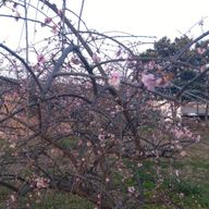 すいさんのアイコン画像