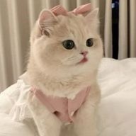 이 🐈‍⬛さんのアイコン画像