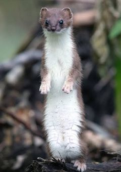 死んで起きたらイタチに転生していた