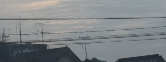 カモメさんの壁紙画像