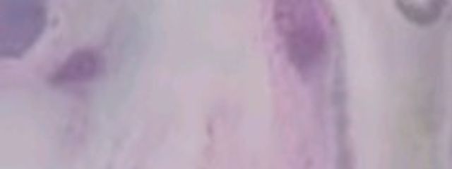 碧桃さんの壁紙画像