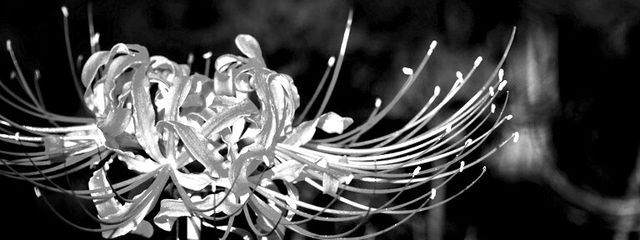 舞.さんの壁紙画像