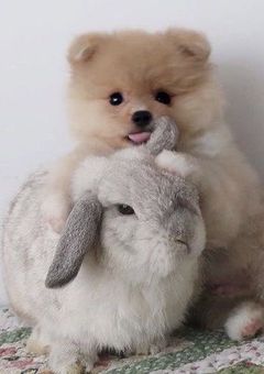 兎は犬と仲良くできない