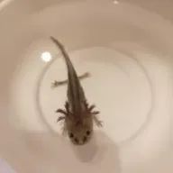 アミさんのアイコン画像