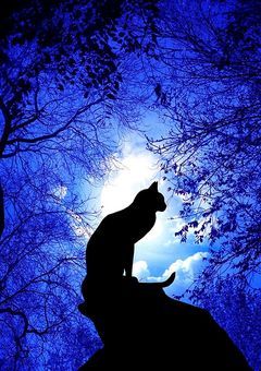 Stray cat 3
