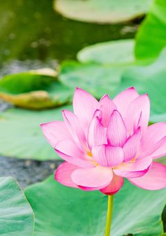 アングレカムと蓮の花
