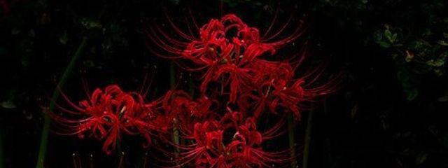 まーめいどさんの壁紙画像