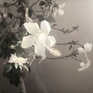 dhiiyさんのアイコン画像