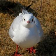 ゆりかもめ。🕊 さんのアイコン画像