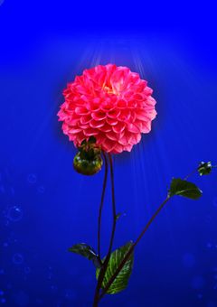 ダリアの花々