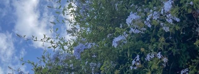 咲月さんの壁紙画像