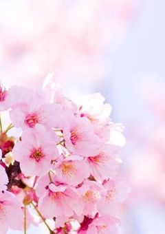 桜 、咲 い た よ .