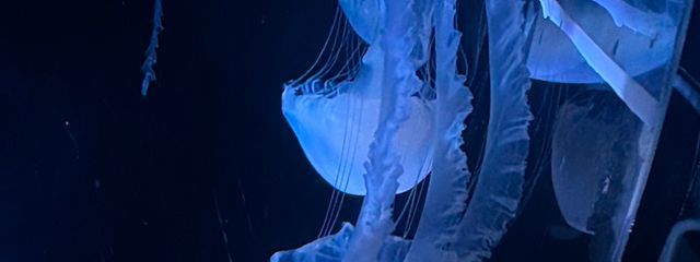 白 夢 。𐦯ᡣ𐭩さんの壁紙画像