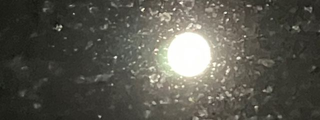 紫雨(しう)さんの壁紙画像