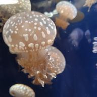 宮沢賢治💘🫐さんのアイコン画像