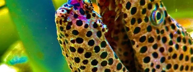 怪盗スルメさんの壁紙画像