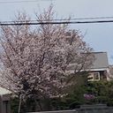 作者