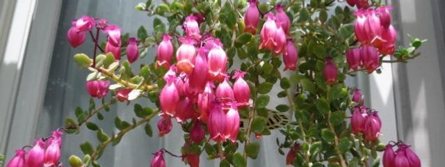 エンゼルランプさんの壁紙画像