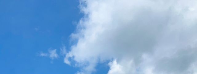 菊さんの壁紙画像