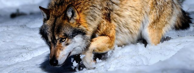 絶対零度⁂さんの壁紙画像