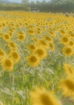 君 無 し で は 有 り 得 な か っ た 奇 跡 の 時 間 🌼