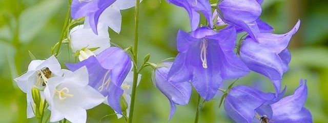 Ｒｉｏｎ さんの壁紙画像