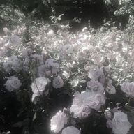 ᐡ• · • ᐡさんのアイコン画像