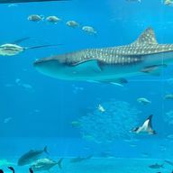 音楽大好き🤍☁️低浮上っすさんのアイコン画像