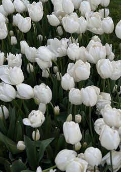 White Tulips .