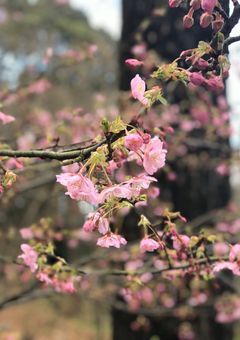 今日で幼馴染を卒業します。
