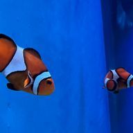 笹かま💎🦔さんのアイコン画像