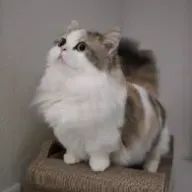 𝐀𝐘𝐀さんのアイコン画像