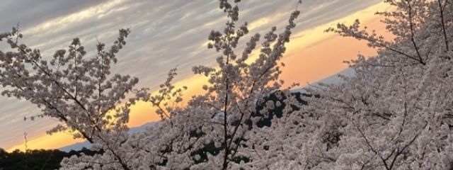 ネコ♡ฅ•ω•ฅ⇒さんの壁紙画像