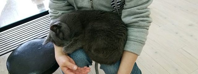 きゅ~ぴ〜さんの壁紙画像