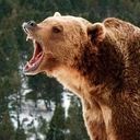 料理上手なぜんこぱぐま