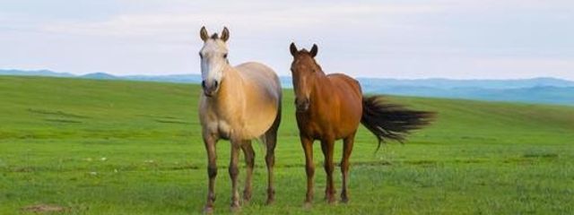 プリノブルボンさんの壁紙画像